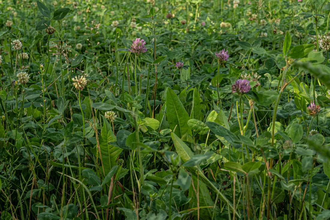 CHOOSING A SEED VARIETY OR BLEND