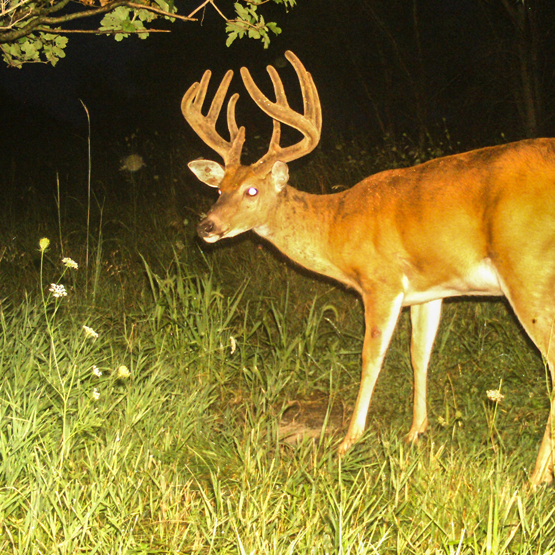 Antlerworx Whitetail Mineral