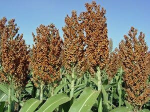 Grain Sorghum Seed (A.K.A Red Milo)