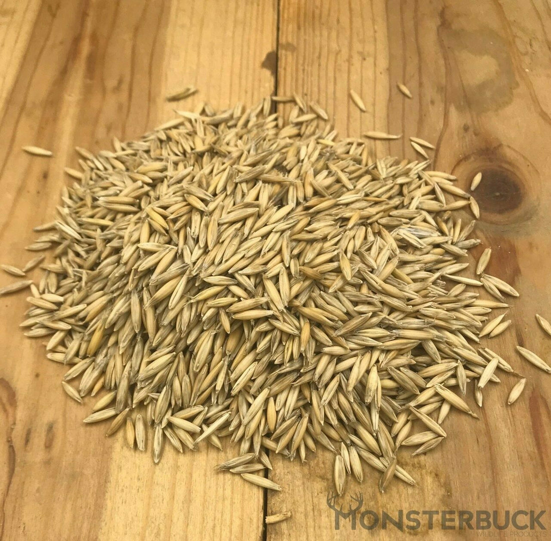 MonsterBuck Forage Seed Oats