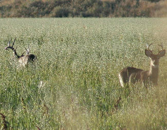 MonsterBuck Forage Seed Oats