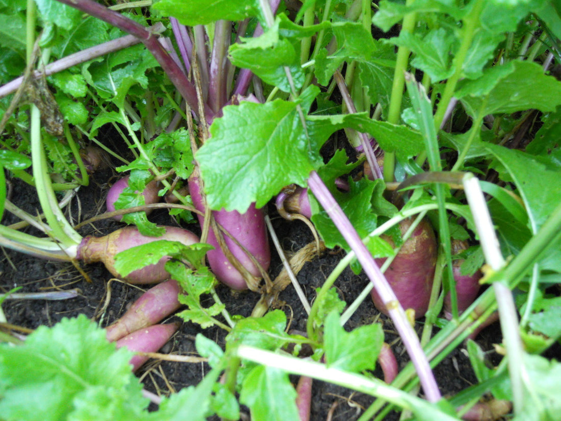 Forage Turnip Food Plot Seed