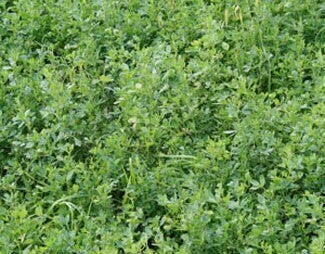 Alfalfa Food Plot Seed