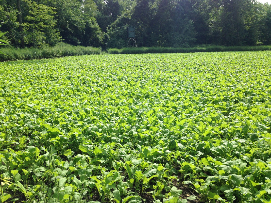 Annual and Perennial Mix Food Plot Seed