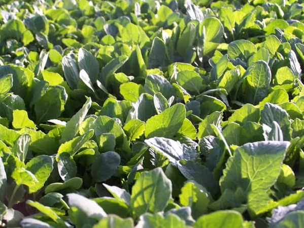 Forage Brassica Seed