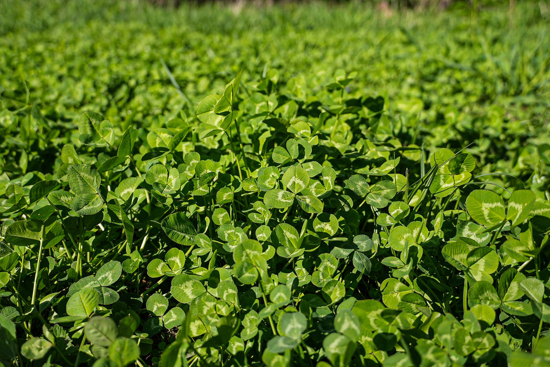 Clover & Legumes