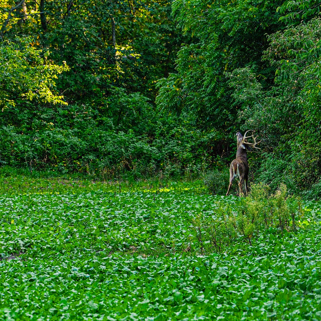 crossbow herbicide toxicity Crossbow Herbicide