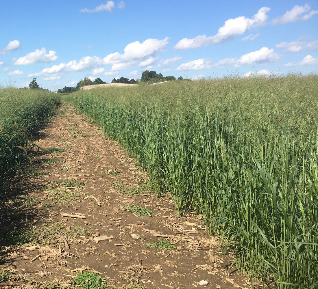 RC Tecumseh Switchgrass Seed (Panicum virgatum)