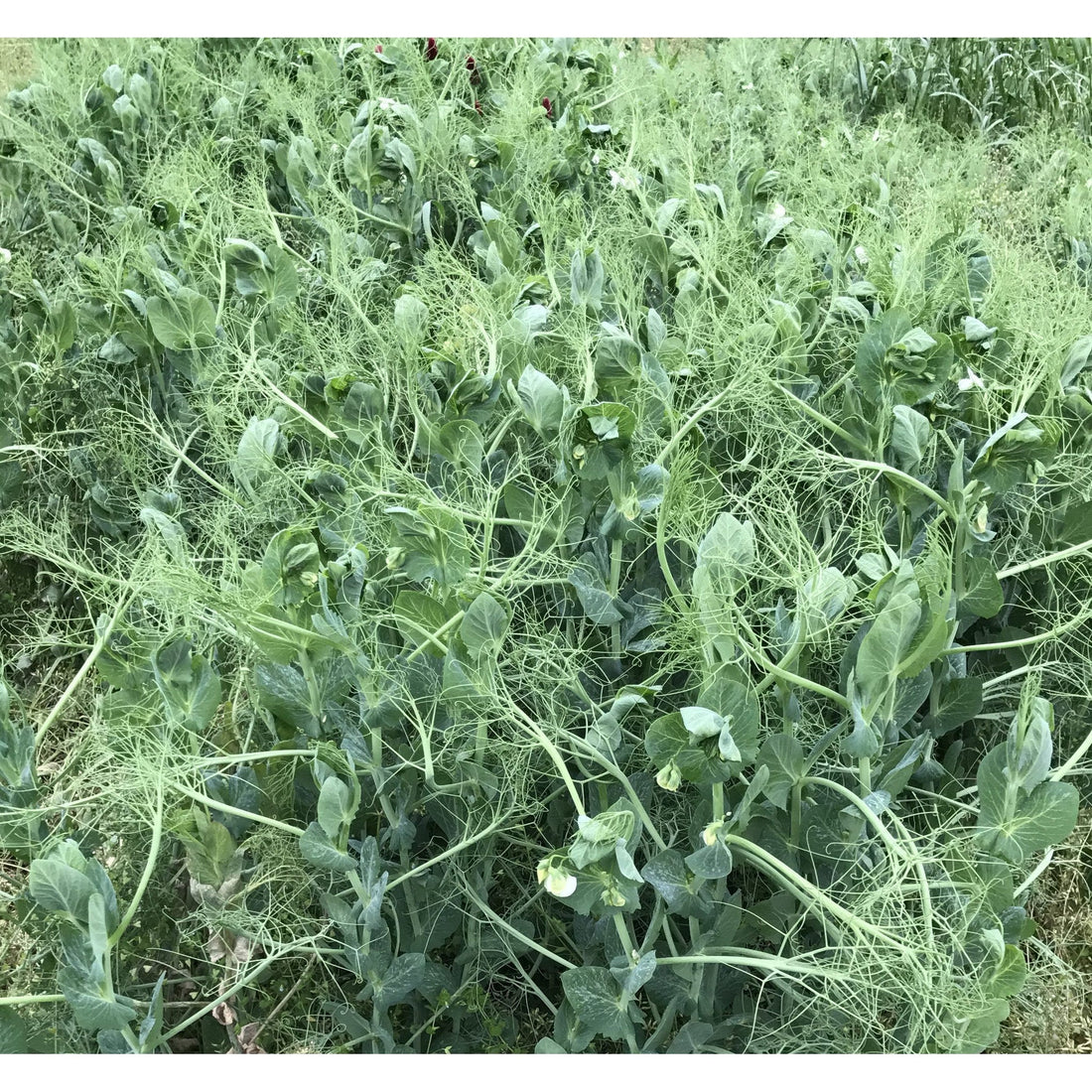 Winter Pea Food Plot Seed