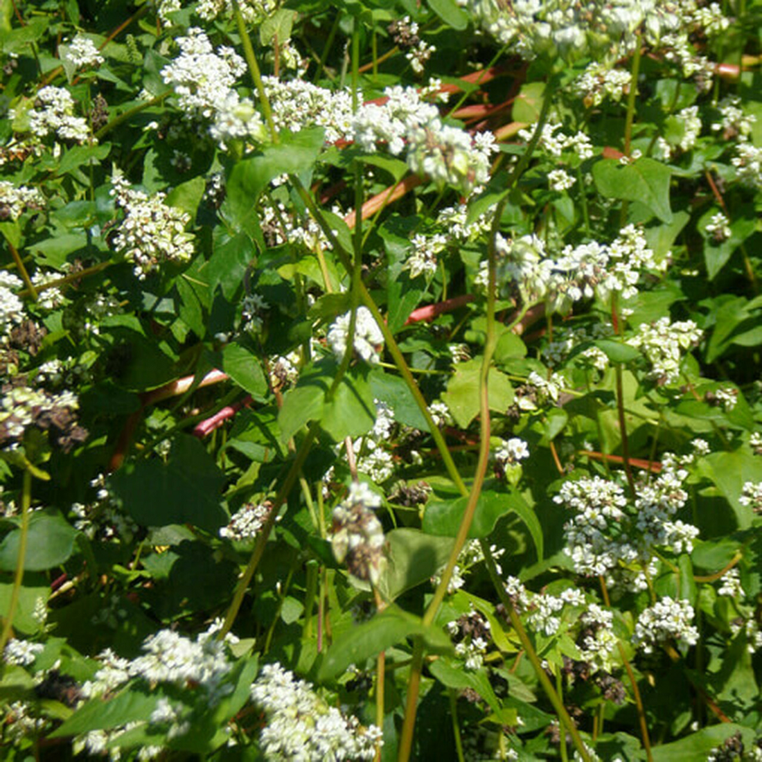 planting buckwheat seeds buckwheat, buck wheat, cover crop, spring, weed control – Monsterbuck