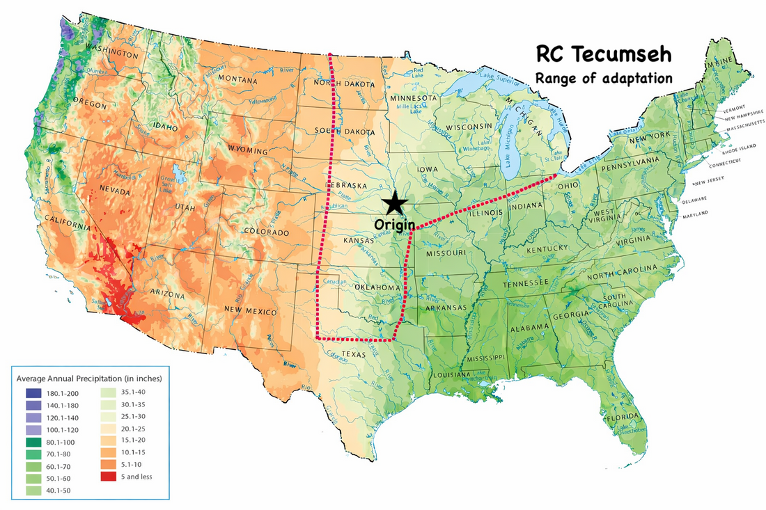 RC Tecumseh Switchgrass Seed (Panicum virgatum)