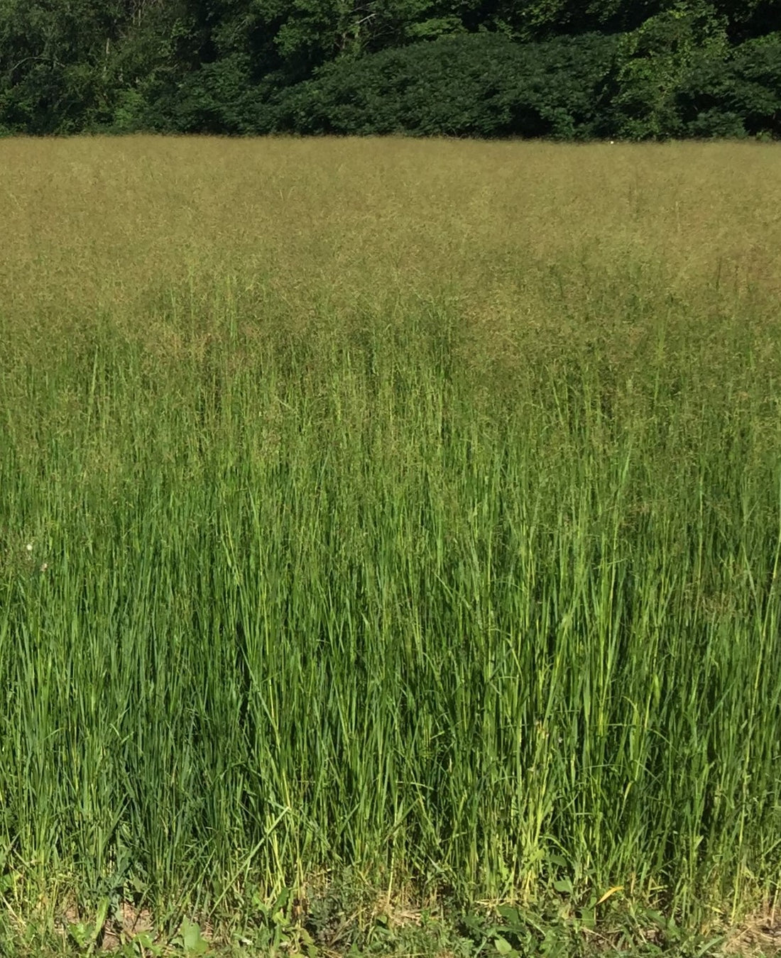 RC Tecumseh Switchgrass Seed (Panicum virgatum)