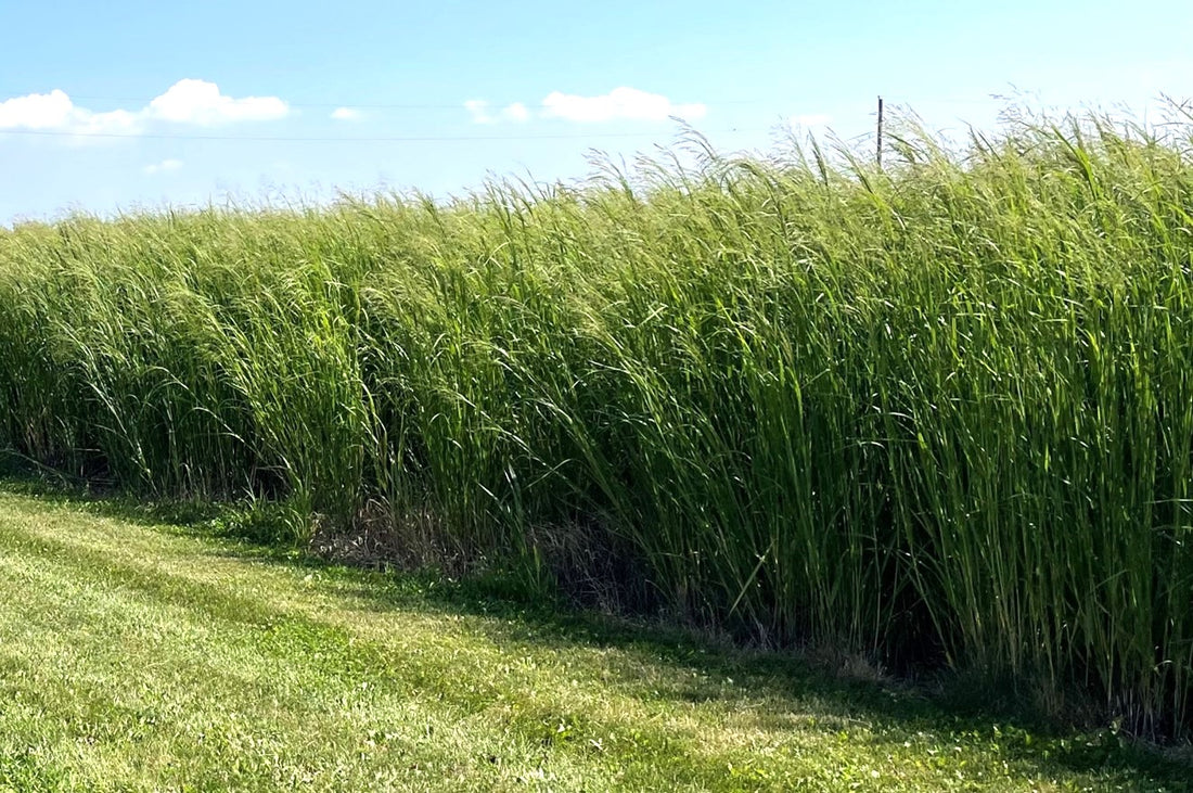 RC Tecumseh Switchgrass Seed (Panicum virgatum)