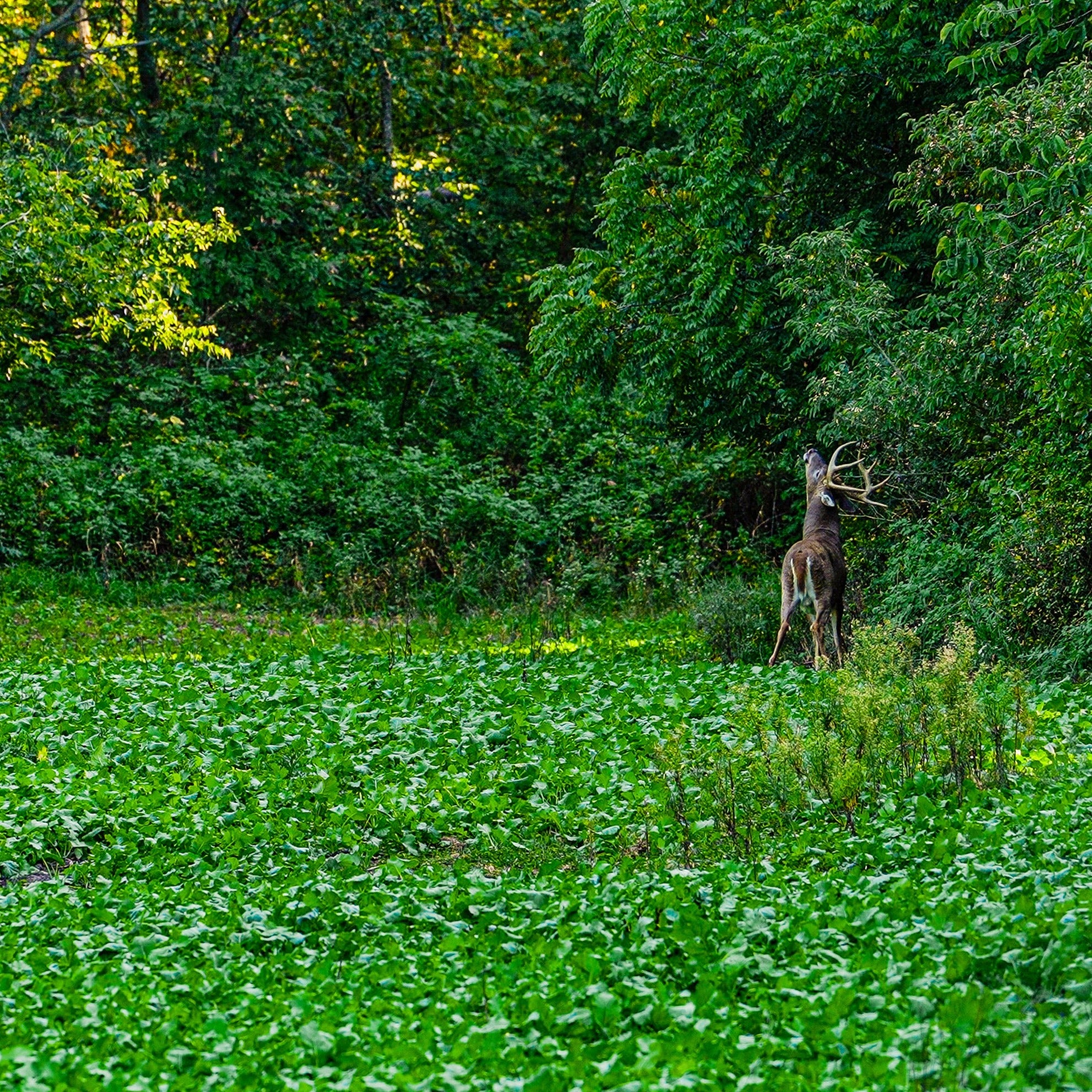 rape, brassica, clover, deer, whitetail, food plot, deer plot