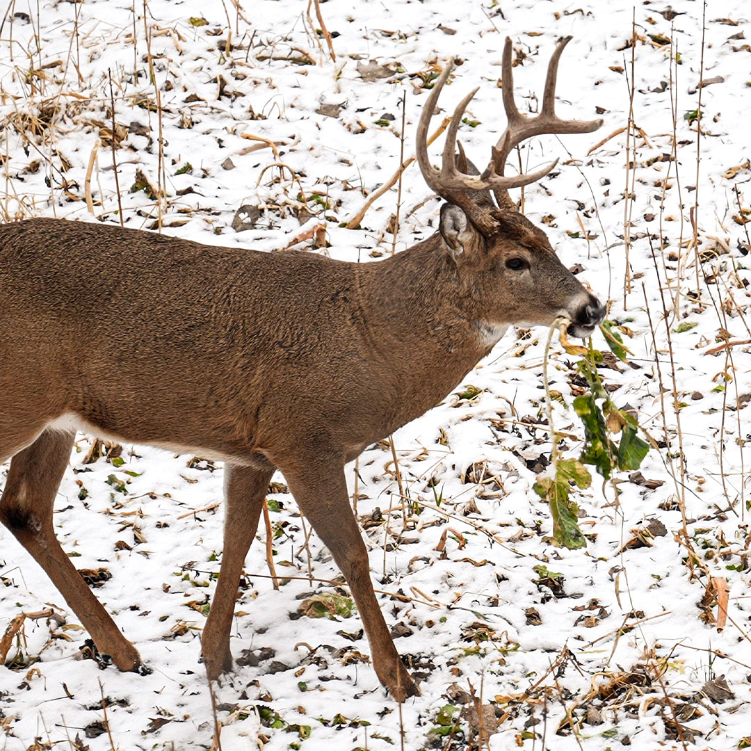 rape, brassica, clover, deer, whitetail, food plot, deer plot
