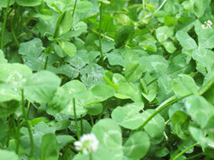 planting white dutch clover seed Food plot seed, lawn, white dutch, nitrogen, lawn filler, trail seed – Monsterbuck