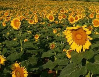 peredovik sunflower seeds for planting wild birds, turkey, pheasant, sunflower, doves, quail, waterfowl – Monsterbuck