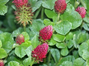 5 LBS Red Clover Food Plot Seed - Coated Deer & Turkey Wildlife Seed, High Germination, For Temperate Climates