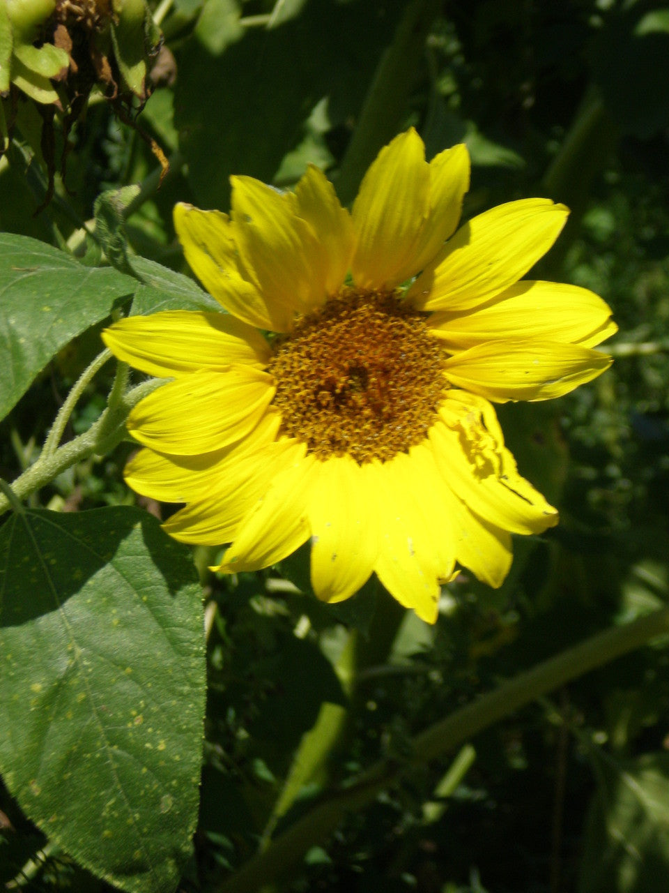 planting peredovik sunflower seeds wild birds, turkey, pheasant, sunflower, doves, quail, waterfowl – Monsterbuck