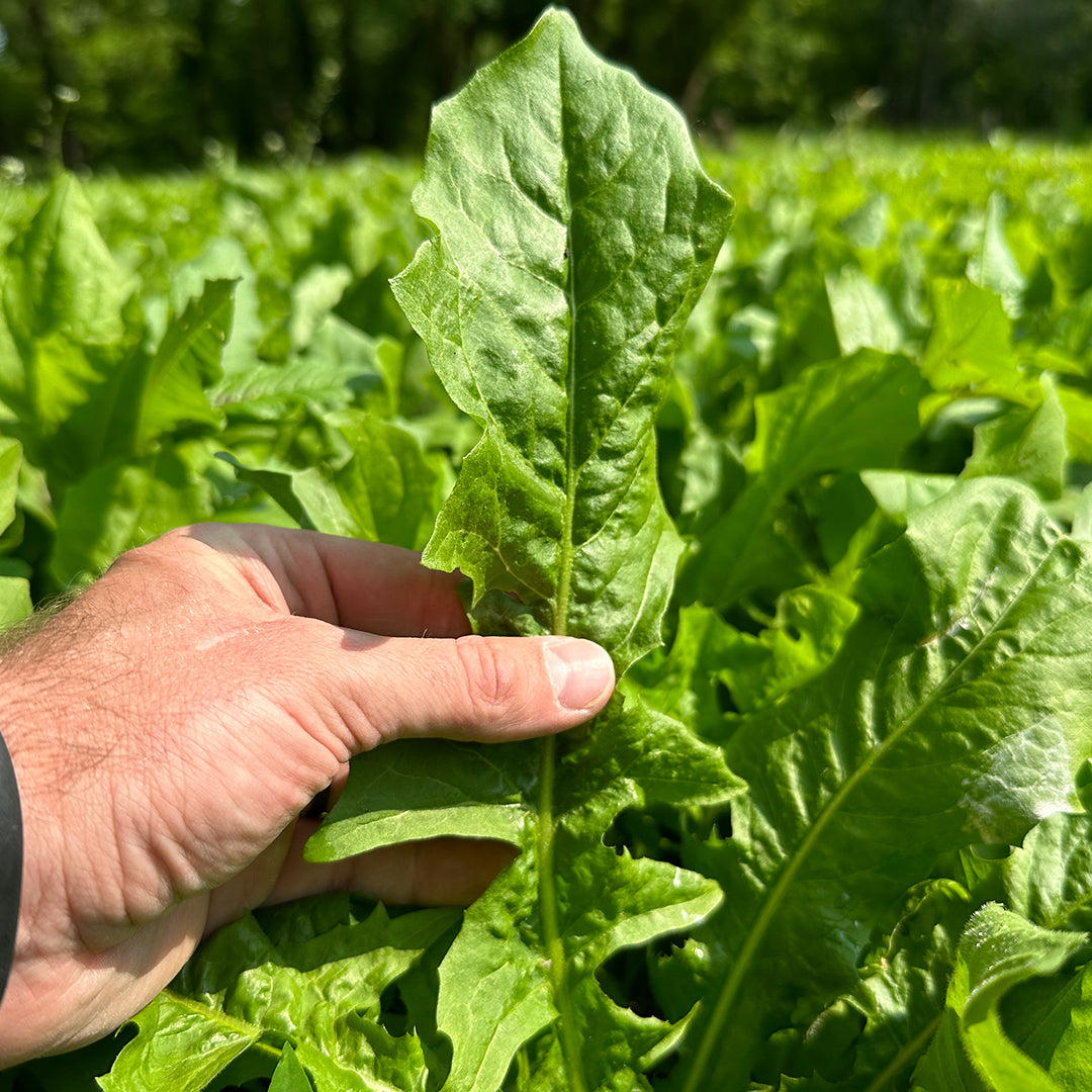 Individual Seeds Monsterbuck individual-seeds-monsterbuck