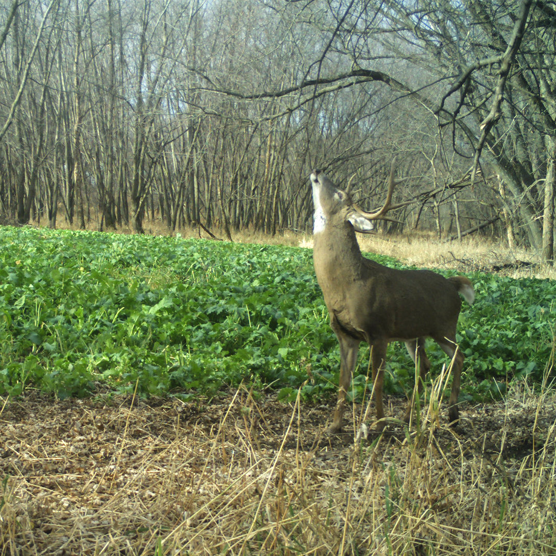 mixing ratio for crossbow herbicide Crossbow Herbicide